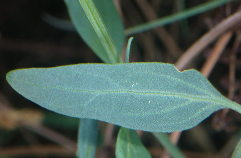 Atriplex patula / Erba corregiola