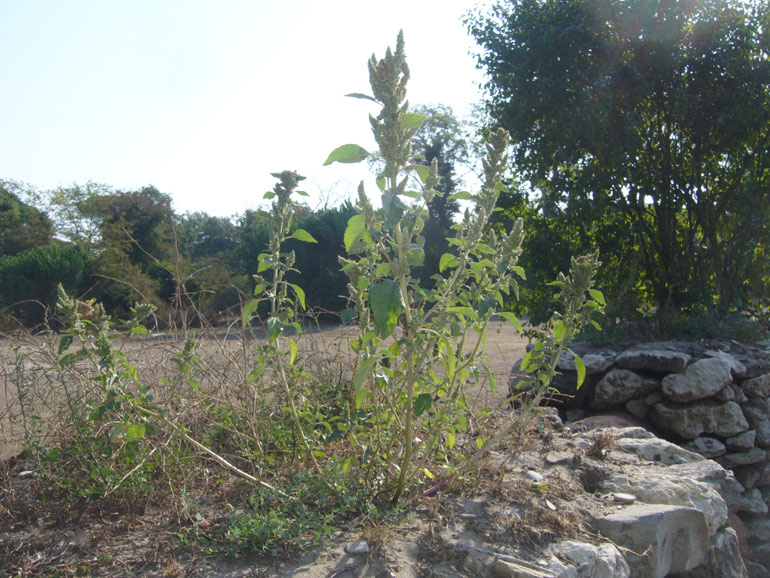 Amaranthus retroflexus L. / Amaranto comune