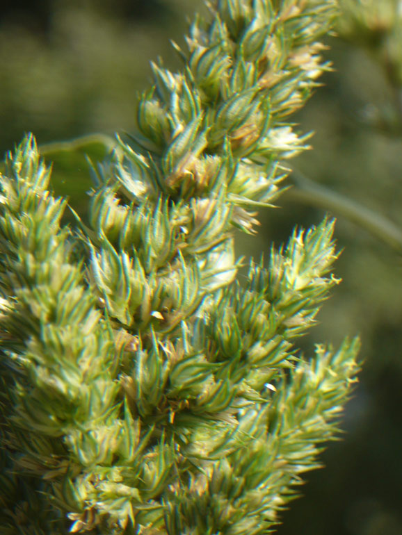 Amaranthus retroflexus L. / Amaranto comune