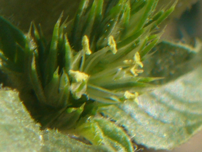 Amaranthus retroflexus L. / Amaranto comune