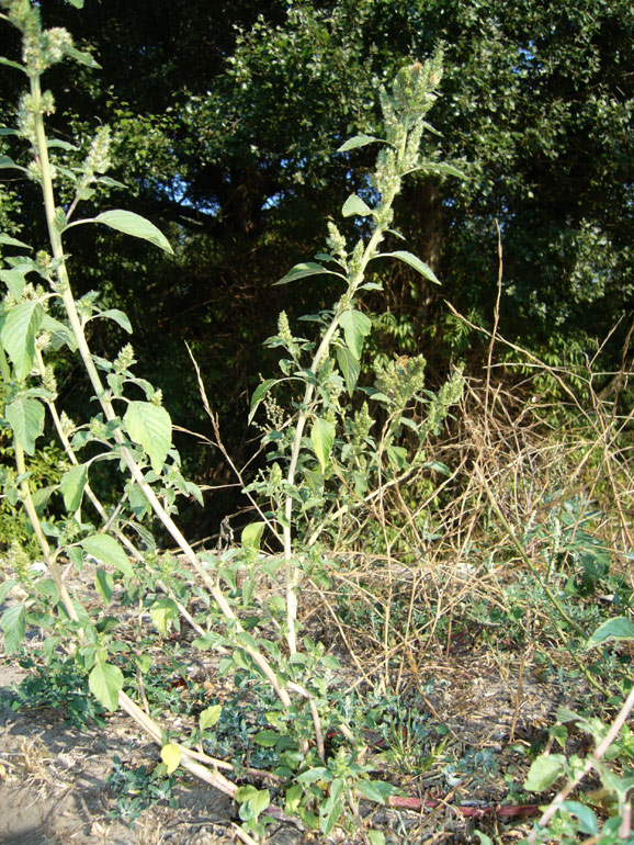 Amaranthus retroflexus L. / Amaranto comune