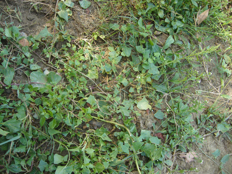 Chenopodium 2 - Chenopodium chenopodioides