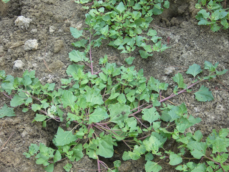 Chenopodium 2 - Chenopodium chenopodioides
