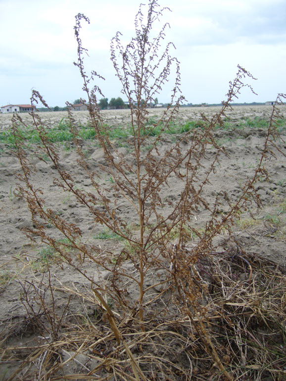 Chenopodium da determinare