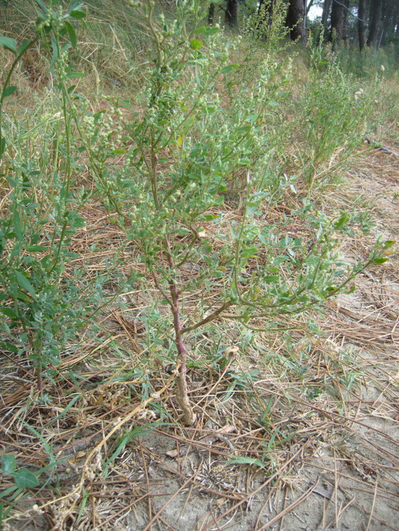 Chenopodium da determinare