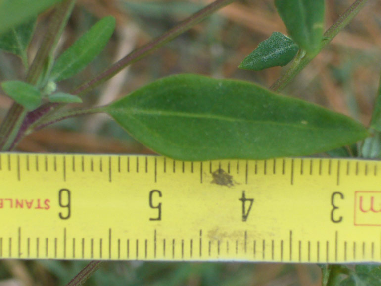 Chenopodium da determinare