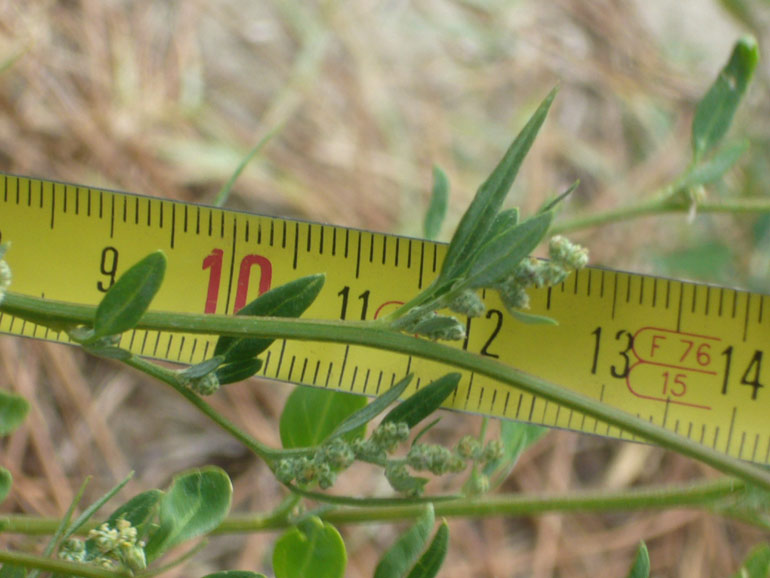 Chenopodium da determinare