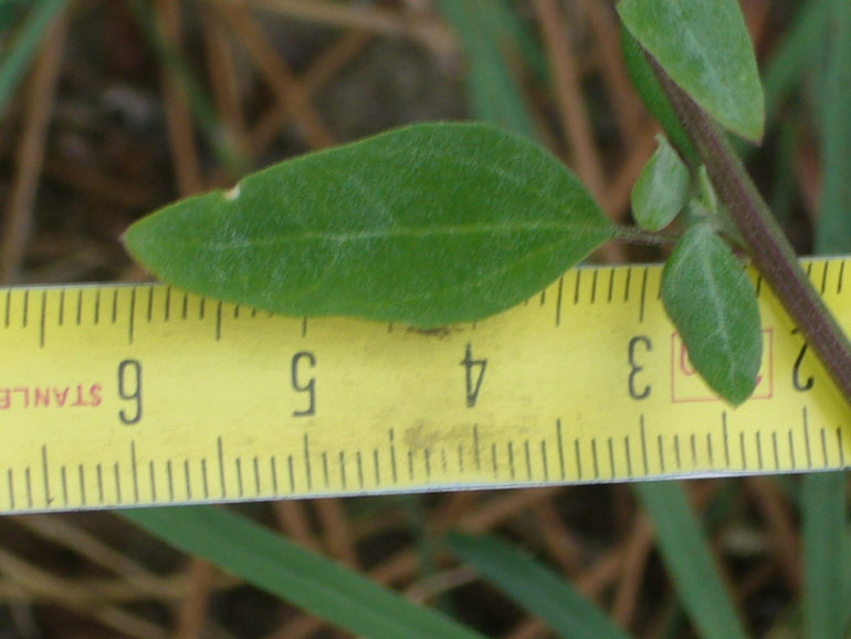 Chenopodium da determinare