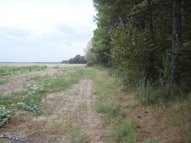 Chenopodium da determinare