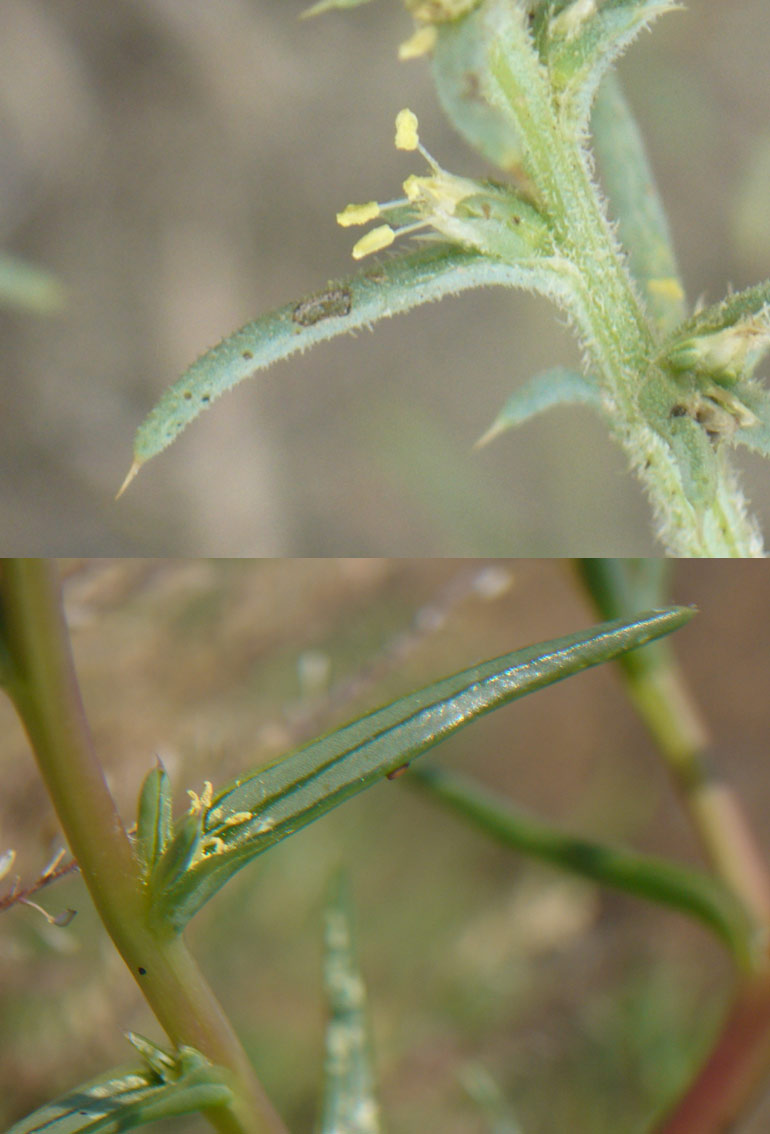 Salsola kali e Salsola soda a confronto