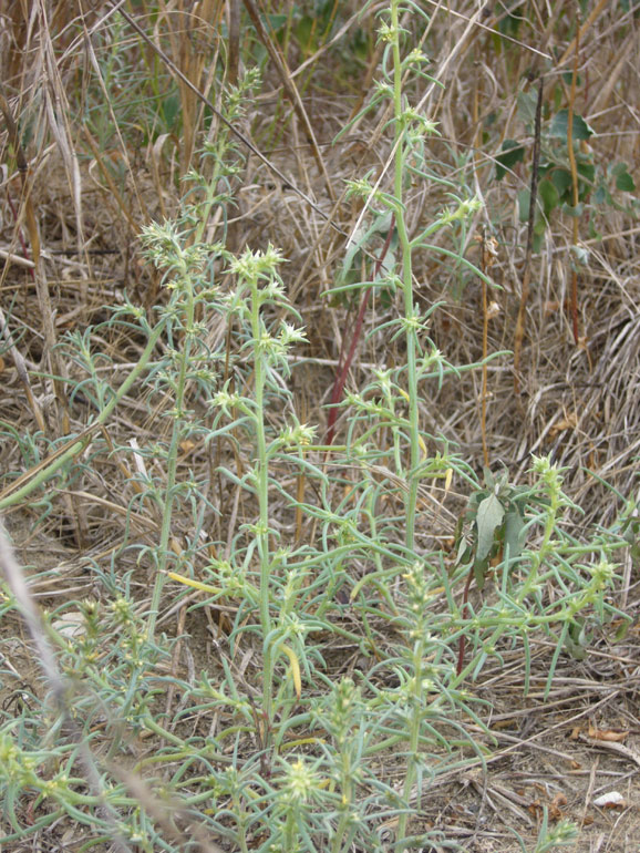 Salsola kali e Salsola soda a confronto