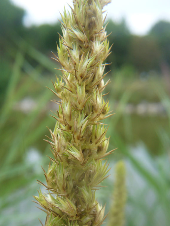 Amaranthus retroflexus L. / Amaranto comune