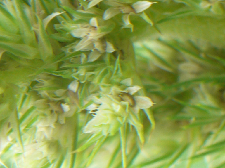 Amaranthus retroflexus L. / Amaranto comune