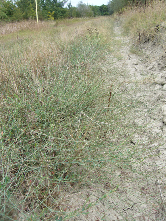 Polygonum aviculare