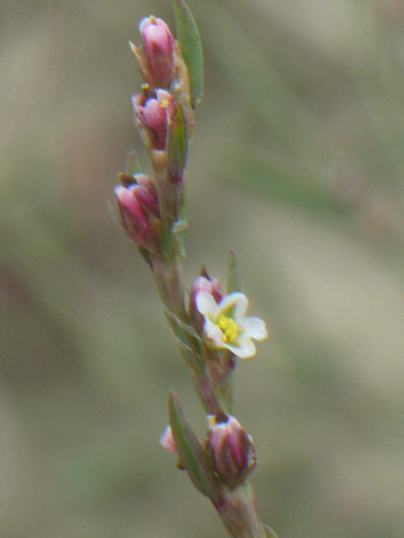 Polygonum aviculare