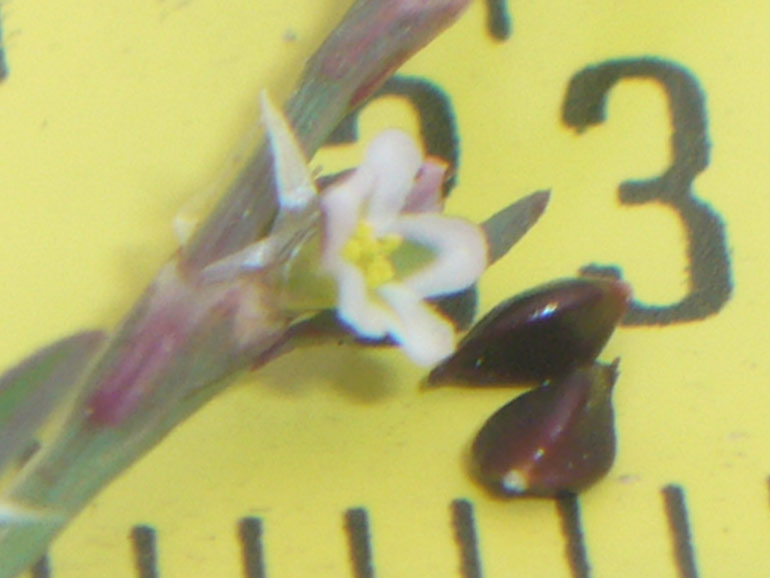 Polygonum aviculare