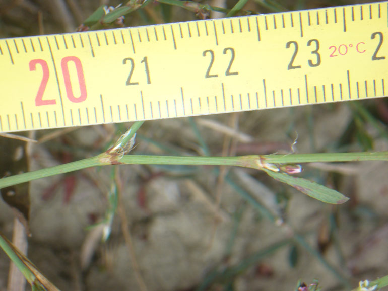 Polygonum aviculare