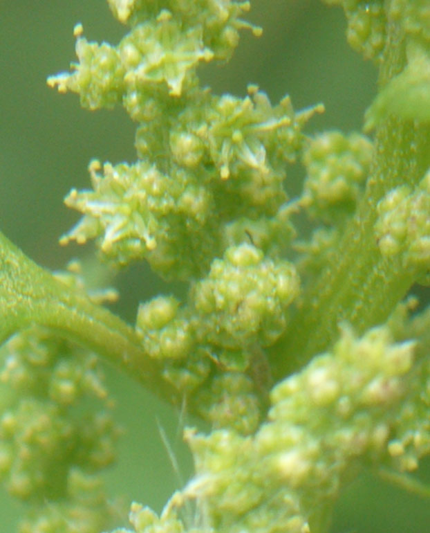 Chenopodium 4