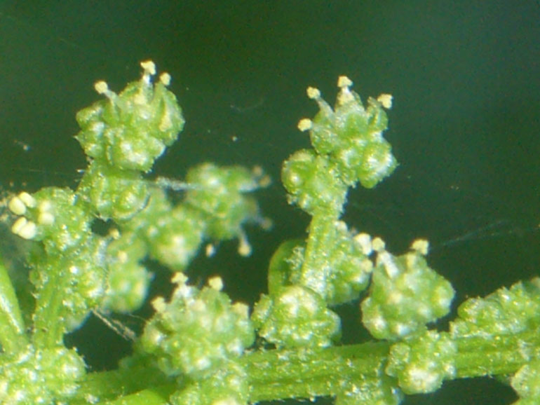 Chenopodium 4