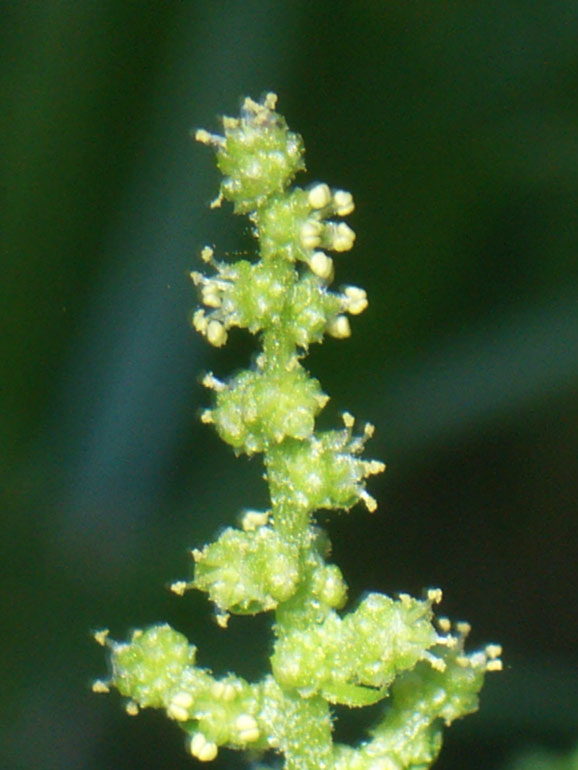 Chenopodium 4