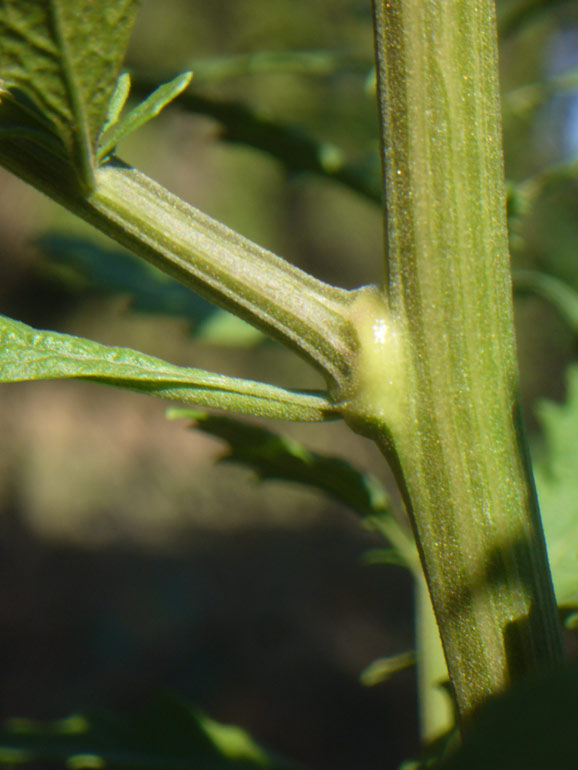 Dysphania ambrosioides (L.) Mosyakin & Clemants
