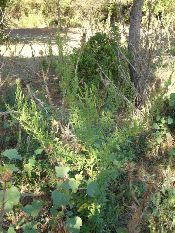 Dysphania ambrosioides (L.) Mosyakin & Clemants