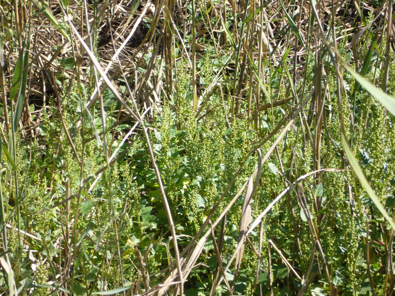 Chenopodium 4