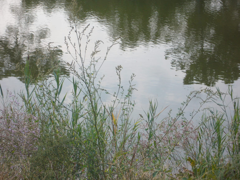 Chenopodium da determinare