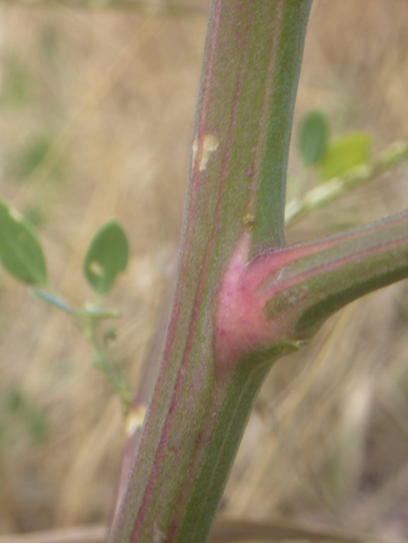 Chenopodium da determinare