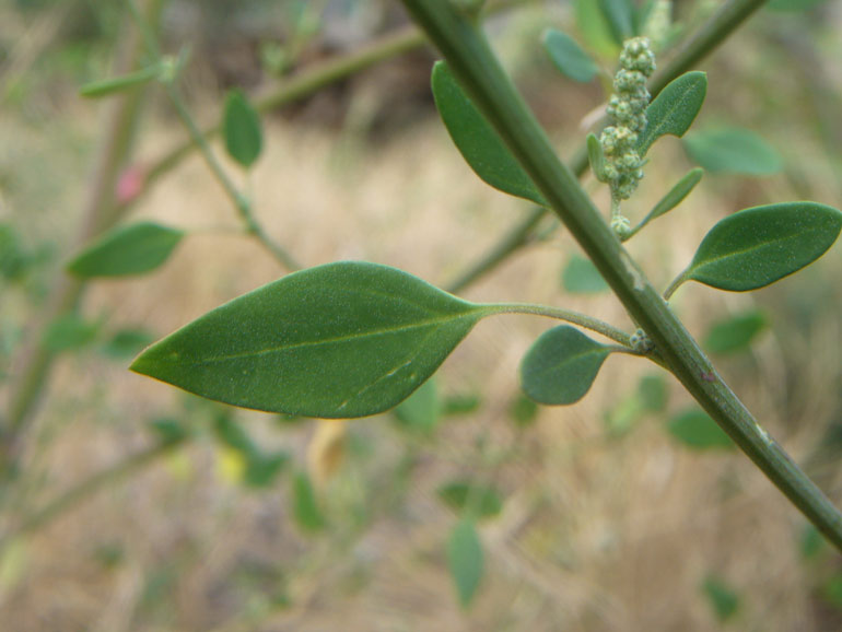 Chenopodium da determinare