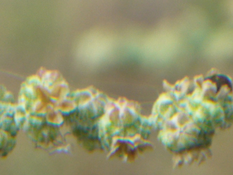Chenopodium da determinare