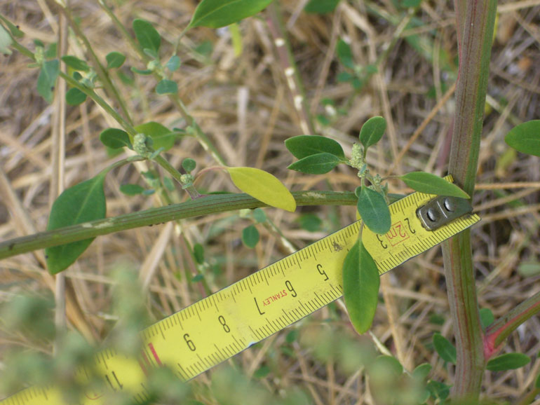 Chenopodium da determinare