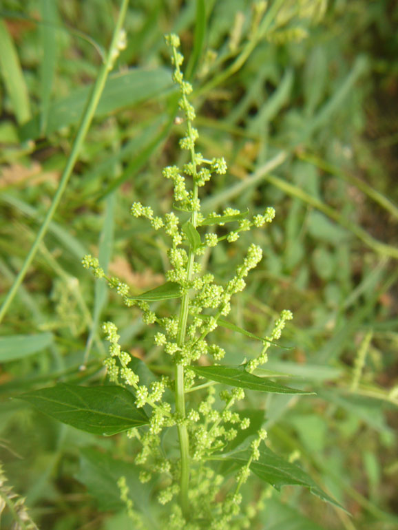 Chenopodium 4