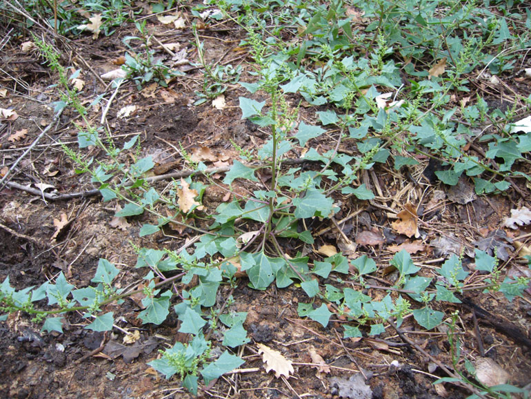 Chenopodium 4