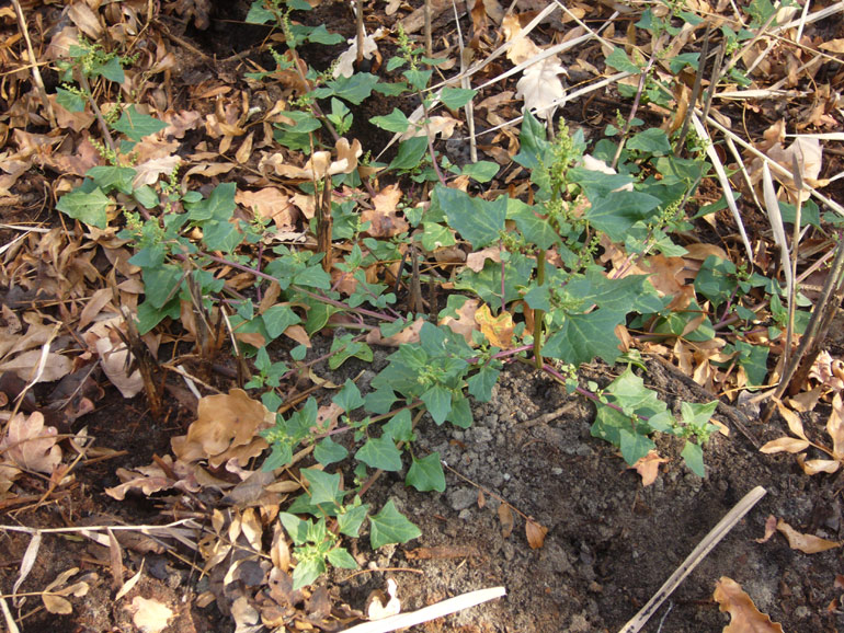 Chenopodium 4
