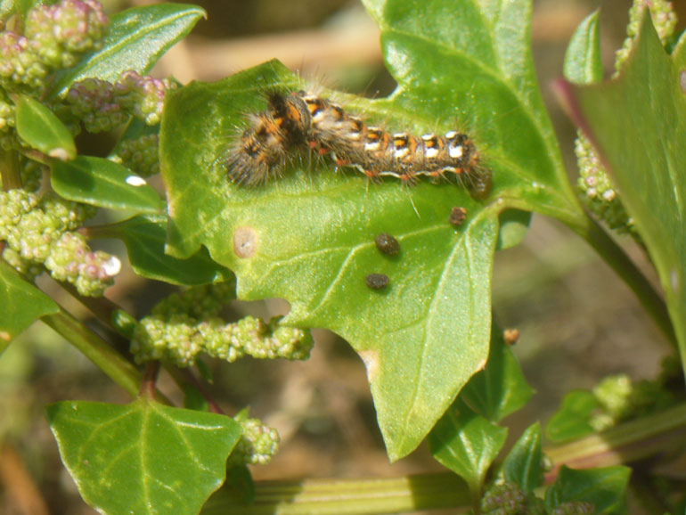 bruco - Acronicta (Viminia) rumicis