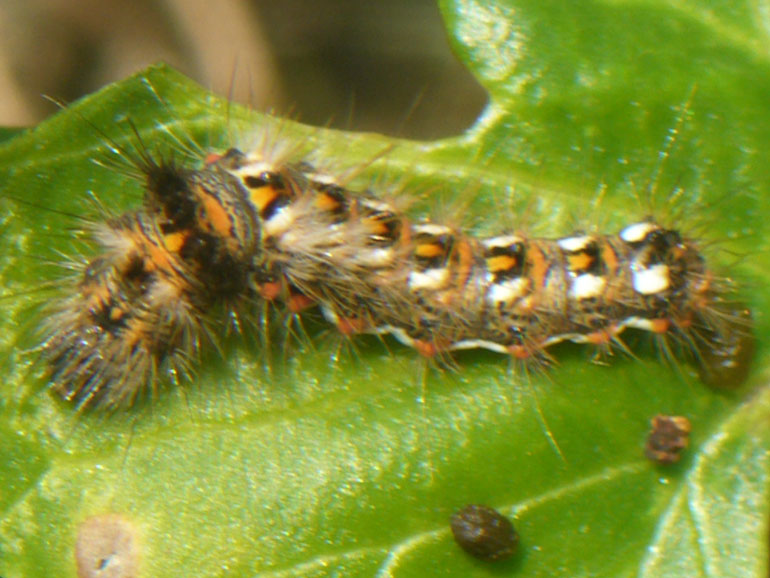 bruco - Acronicta (Viminia) rumicis