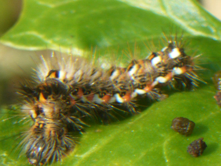 bruco - Acronicta (Viminia) rumicis