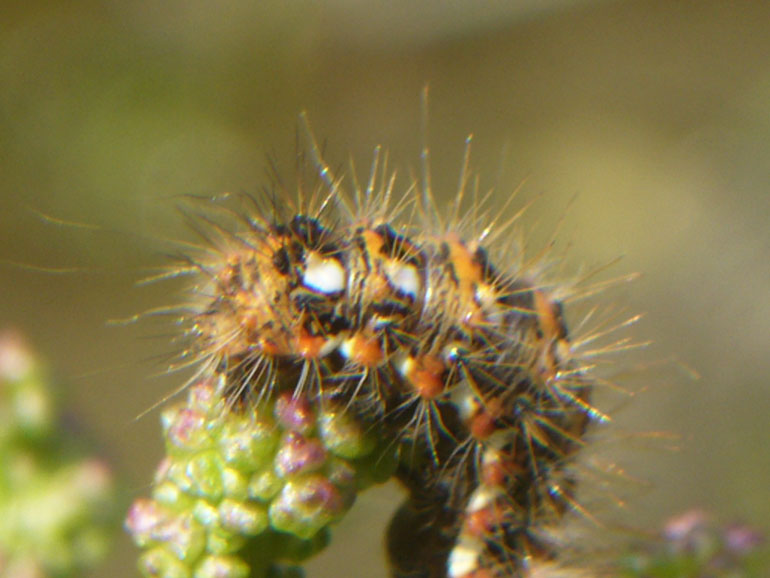 bruco - Acronicta (Viminia) rumicis