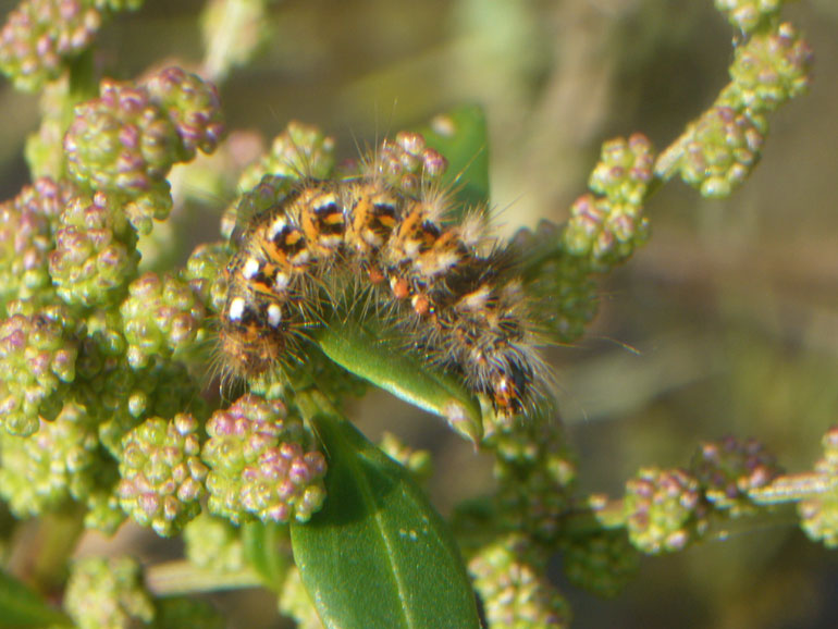 bruco - Acronicta (Viminia) rumicis