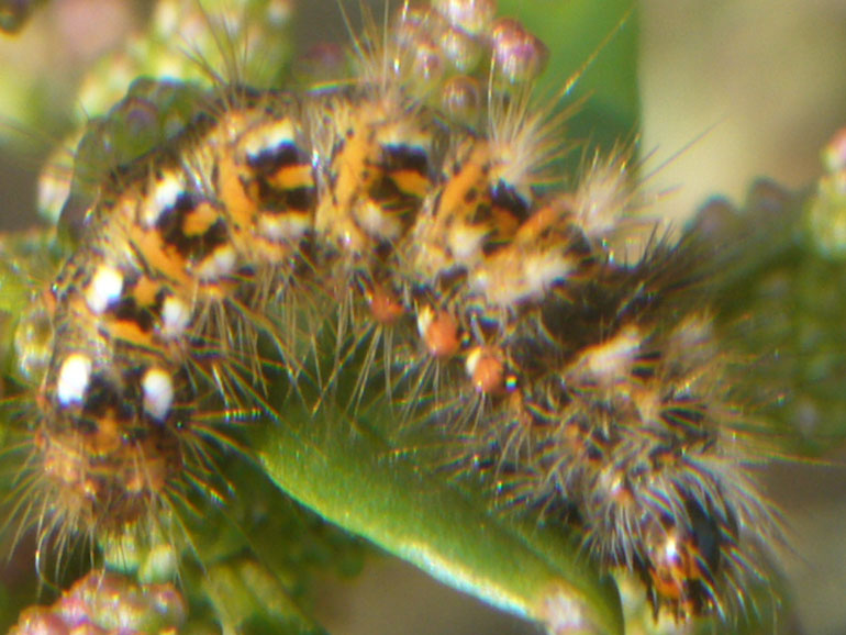 bruco - Acronicta (Viminia) rumicis