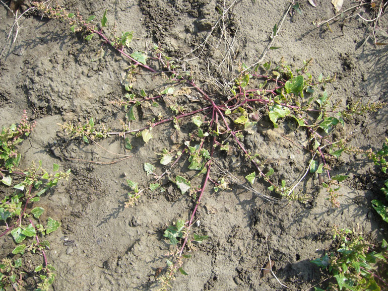 Chenopodium 2 - Chenopodium chenopodioides