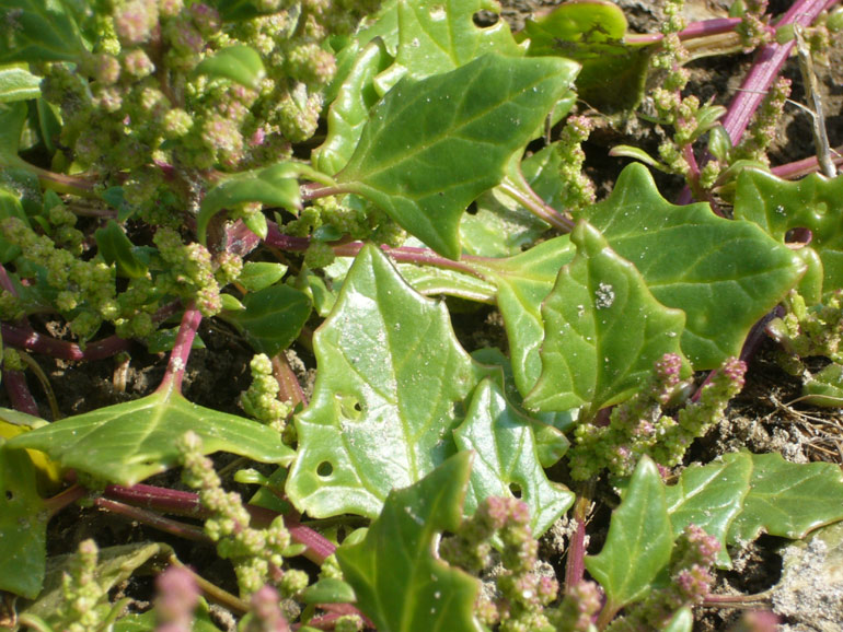 Chenopodium 2 - Chenopodium chenopodioides