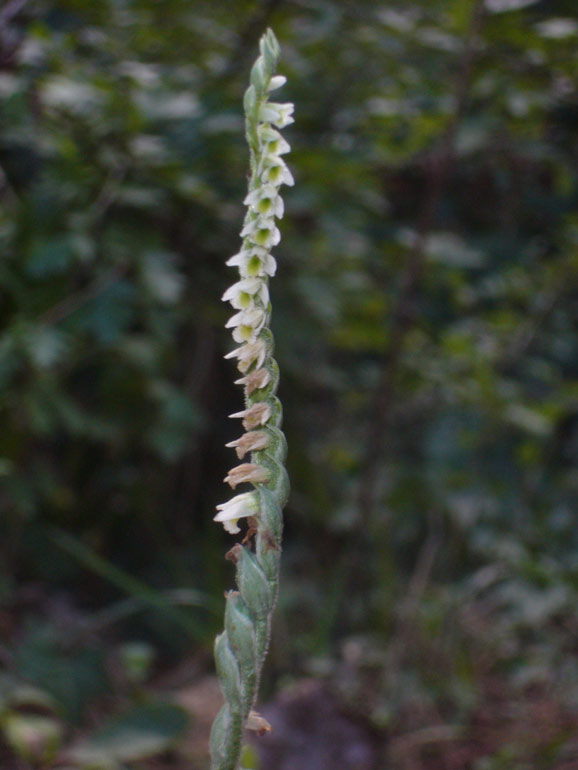 Info su Spiranthes spiralis
