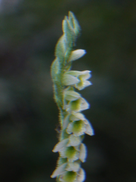 Info su Spiranthes spiralis