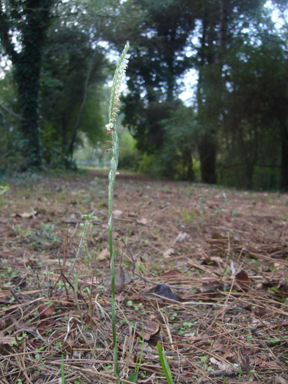 Info su Spiranthes spiralis