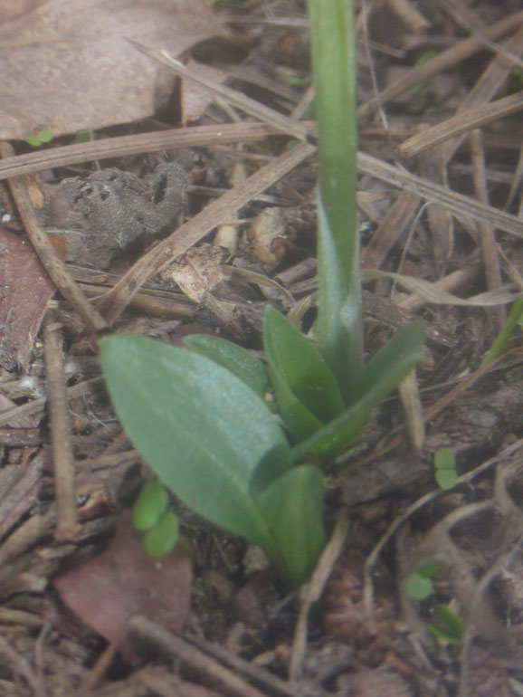 Info su Spiranthes spiralis