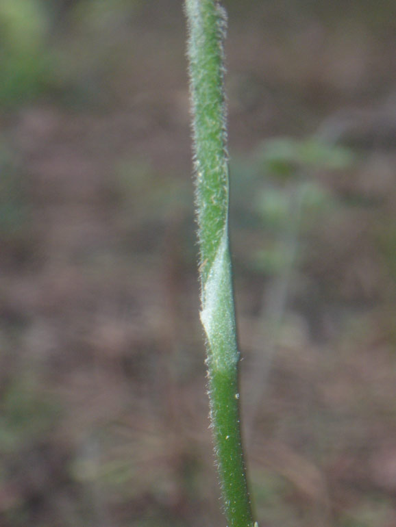 Info su Spiranthes spiralis