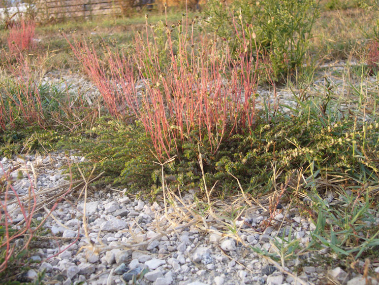 Strana morfologia - Chamaesyce sp.