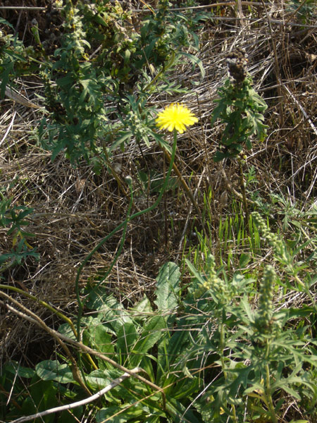 Uscita in laguna nel parco delta Po a Ravenna